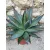 Agave Shaka Zulu