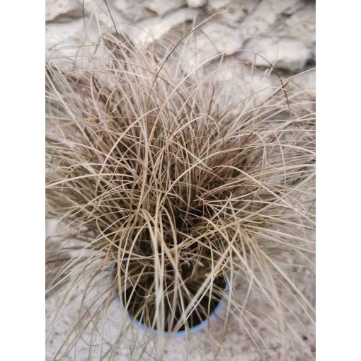 Új-zélandi szőrsás - Carex comans Bronze-Leaved