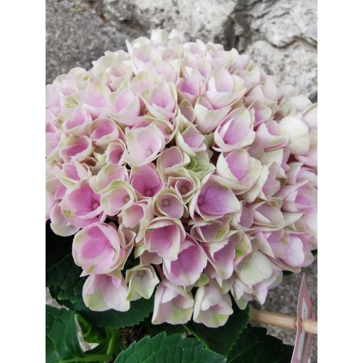 Kerti hortenzia - Hydrangea macrophylla Magical Revolution Pink