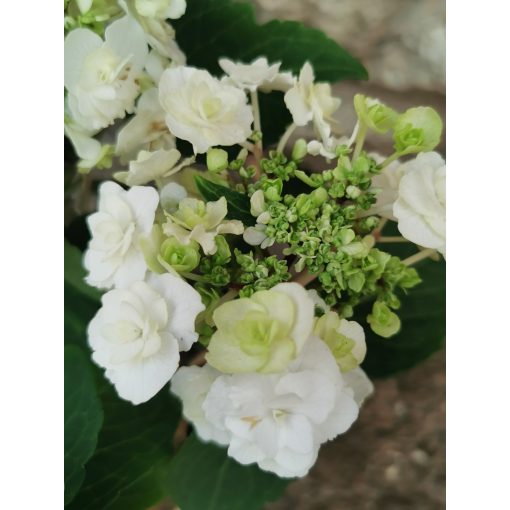 Kerti hortenzia - Hydrangea macrophylla Wedding Gown