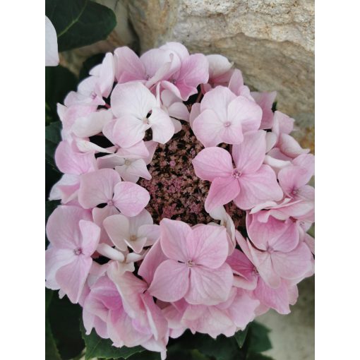 Kerti hortenzia - Hydrangea macrophylla Teller Pink