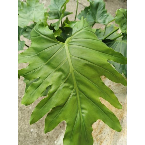 Philodendron bipinnatifidum Shangri-La