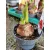 Hippeastrum Fanfare