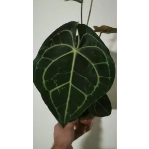 Anthurium clarinervium