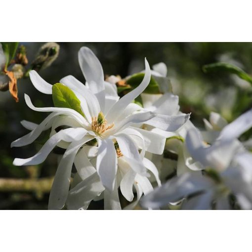 Magnolia stellata Royal Star