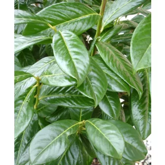 Babérmeggy (Prunus)