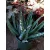 Aloe aristata
