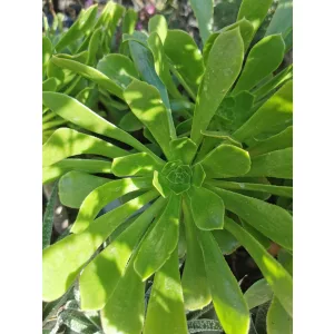 Aeonium arboreum