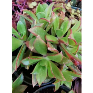 Aeonium sp.