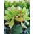 Aeonium sp.