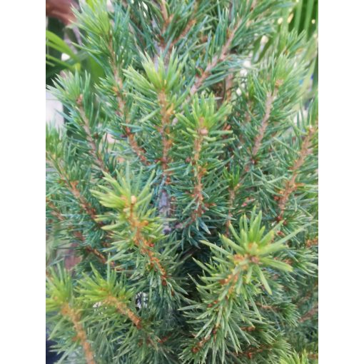 Cukorsüvegfenyő - Picea glauca Conica (p15)