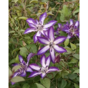 Clematis Astra Nova - Klemátisz