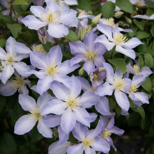 Clematis Baby Doll (p17)