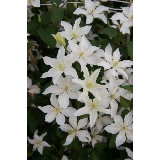 Clematis Baby Star (p17)
