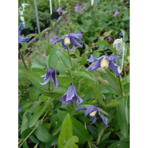 Clematis Budapest - Klemátisz