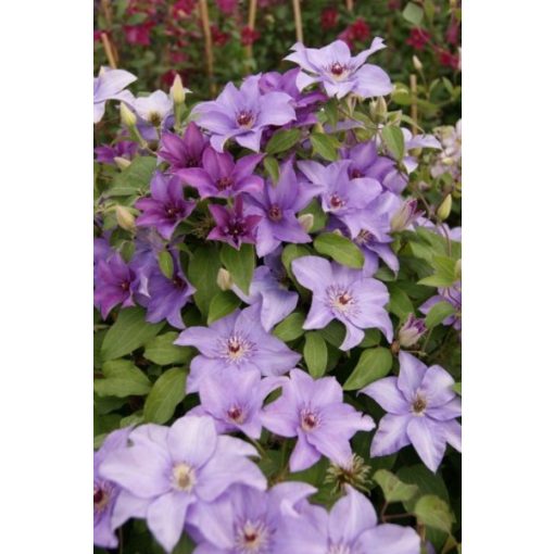 Clematis Esther