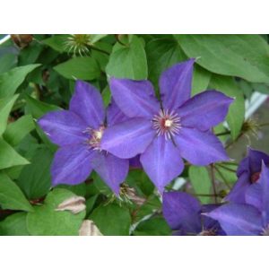 Clematis Guiding Star