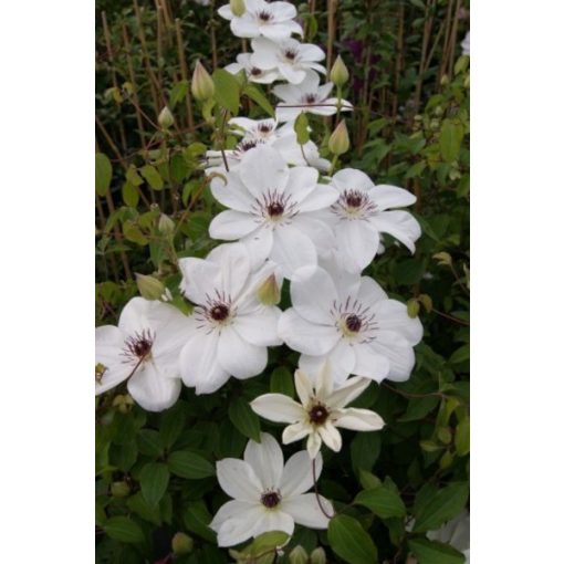 Clematis White Pearl
