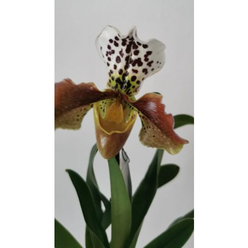 Papucsorchidea - Paphiopedilum American Hybrid 1