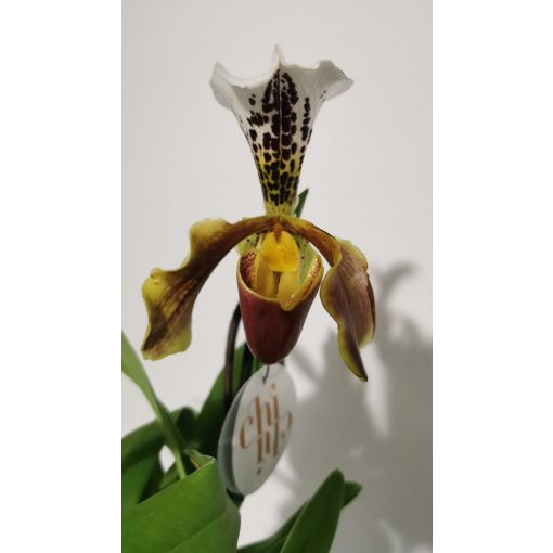 Papucsorchidea - Paphiopedilum American Hybrid 4