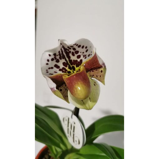 Papucsorchidea - Paphiopedilum American Hybrid 7