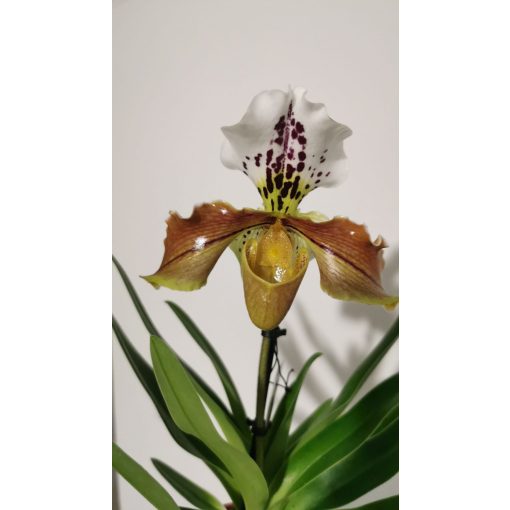 Papucsorchidea - Paphiopedilum American Hybrid 8