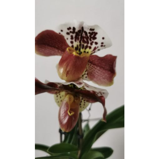 Papucsorchidea - Paphiopedilum American Hybrid 10
