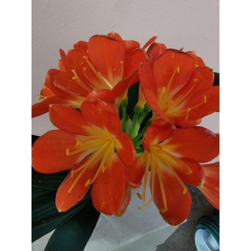 Klívia - Clivia miniata Strong Orange