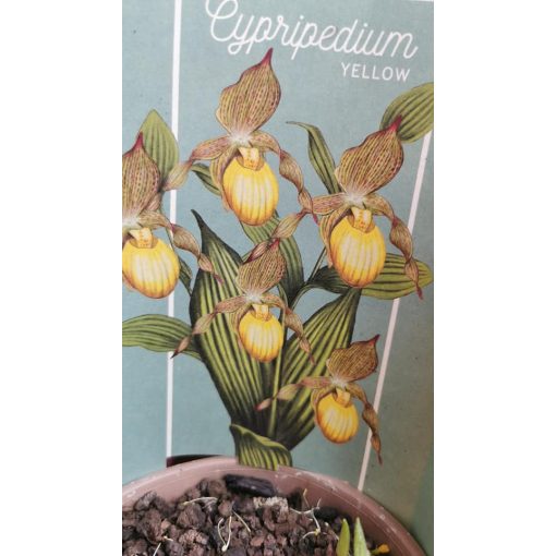 Cypripedium yellow