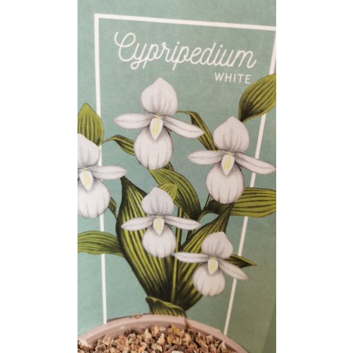 Cypripedium white