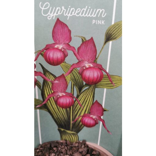 Cypripedium pink