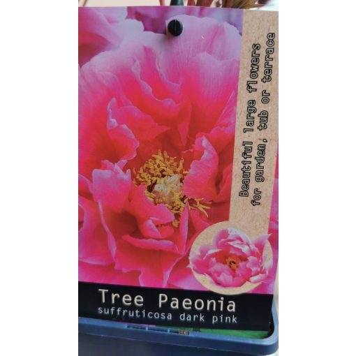Fás bazsarózsa - Paeonia suffruticosa dark pink