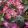 Hydrangea macrophylla Black Diamonds Dark Angel Purple (p17) - Kerti hortenzia