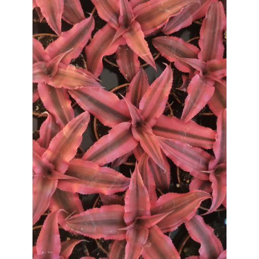 Cryptanthus bivittatus Rubin Star