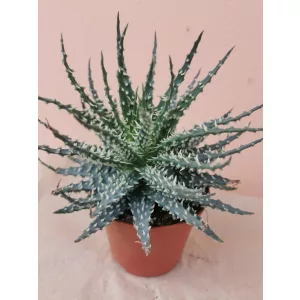 Aloe humilis Mara
