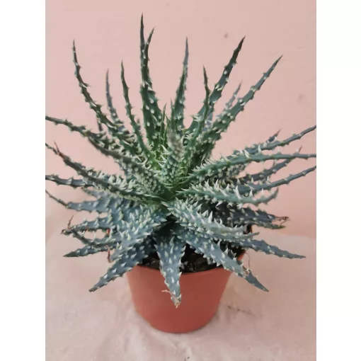 Aloe humilis Mara