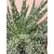 Aloe humilis Mara
