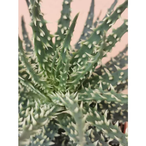Aloe humilis Mara