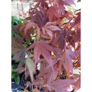 Acer palmatum Atropurpureum (p19) - Japán juhar