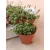 Senecio rowleyanus (p5)