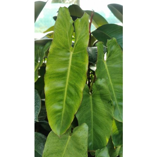 Philodendron Paraiso Verde - Filodendron