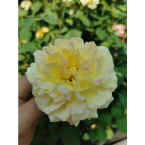 Rosa Casanova - Teahibrid rózsa