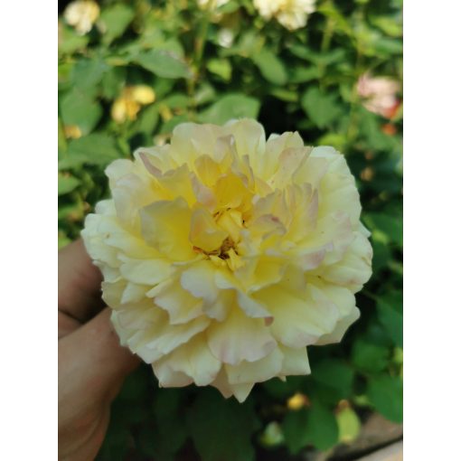 Rosa Casanova - Teahibrid rózsa
