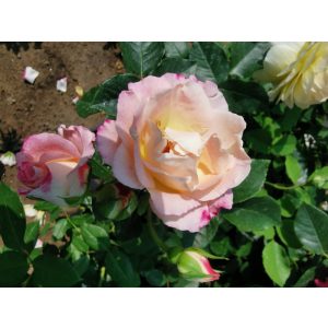 Rosa Mami - Teahibrid rózsa