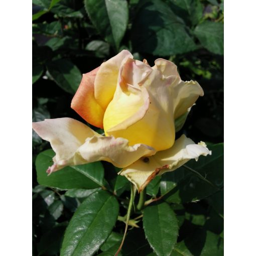 Rosa Peace - Teahibrid rózsa