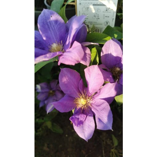 Clematis Olympia