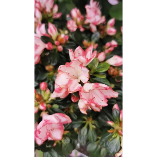 Rhododendron simsii Red&White - Azálea