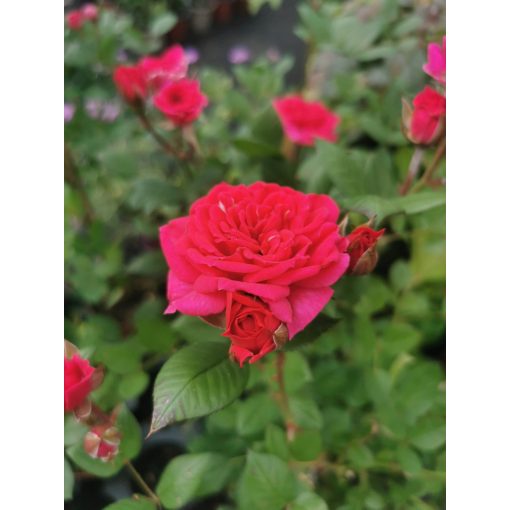 Rosa Fuchsia - Rózsa (törzses-illatos)