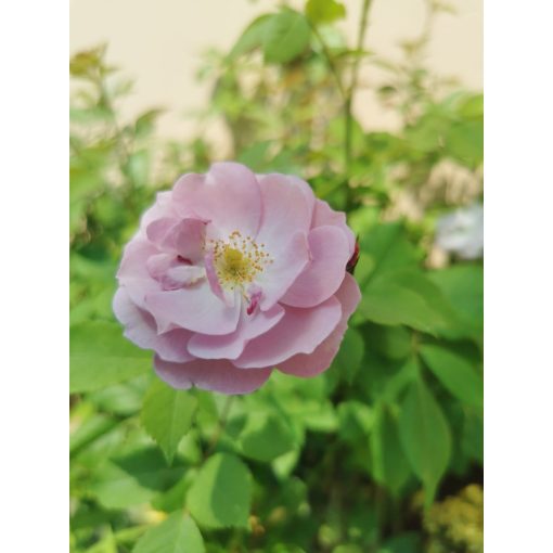 Rosa Tropical - Futórózsa