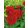 Rosa Floribunda Red - Csokros rózsa